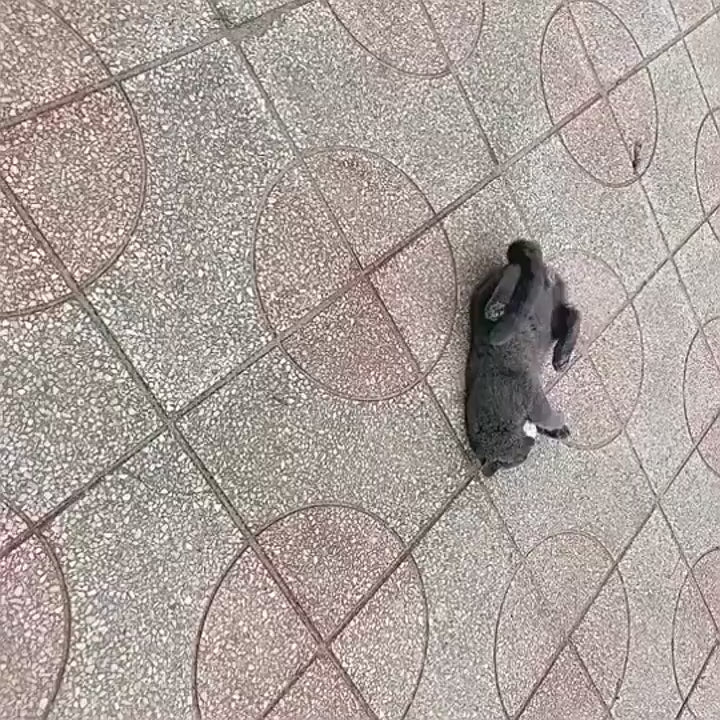 Rattle Cat Mouse Toys Also Prefilled Catnip Faux Fur Cat Mice Toys Interactive Cat Game Catnip Toys for Indoor Cats Play Fetch